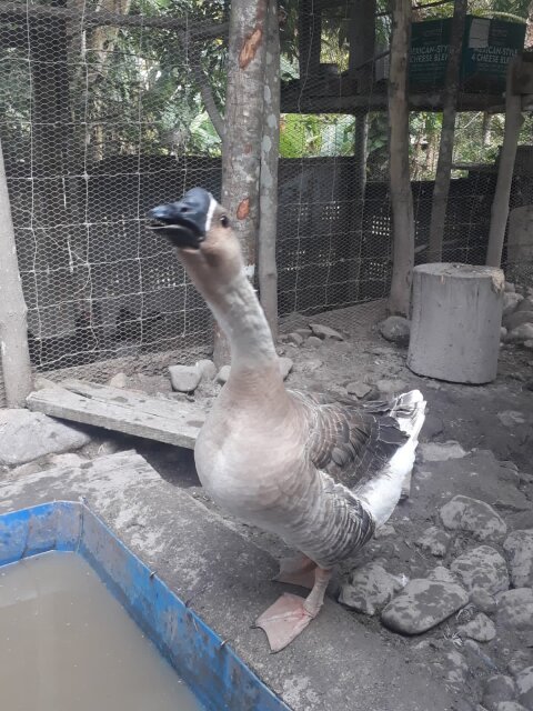 Chinese Brown Geese