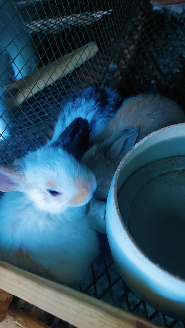 New Zealand Rabbit 