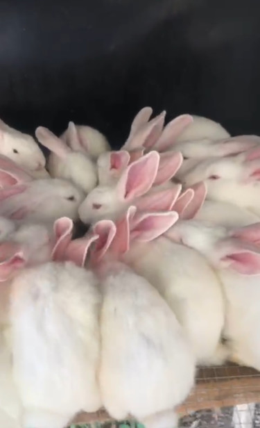 New Zealand Rabbit 