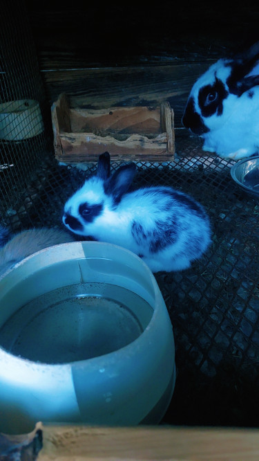 New Zealand Rabbit 