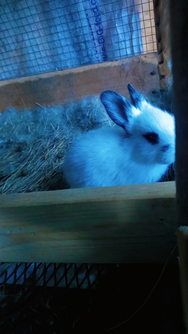 New Zealand Rabbit 