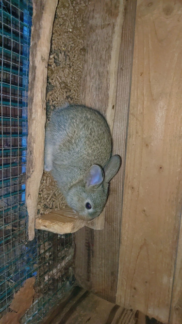 New Zealand Rabbit 