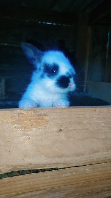 New Zealand Rabbit 