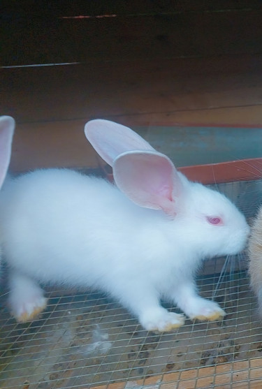 New Zealand Rabbit 