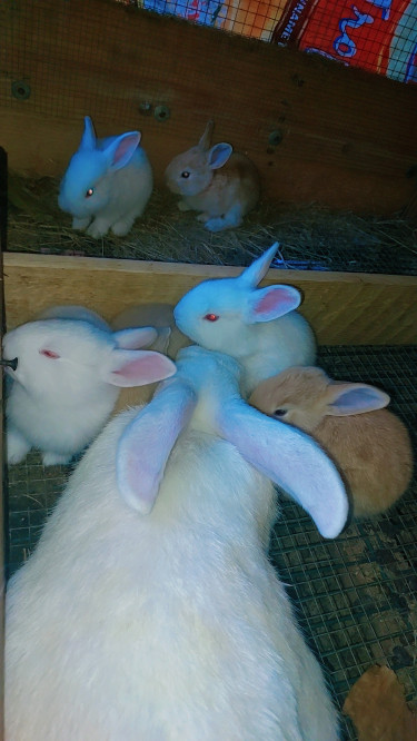 New Zealand Rabbit 