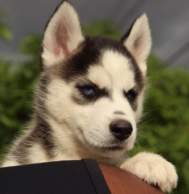Puppies For Sale