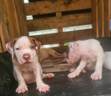 PITBULL PUPS UP FOR REHOMING 8762921460