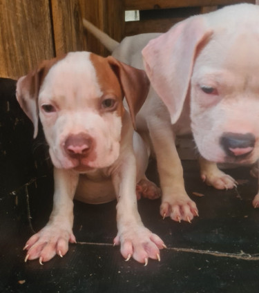 PITBULL PUPS UP FOR REHOMING 8762921460