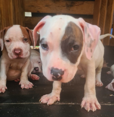 PITBULL PUPS UP FOR REHOMING 8762921460