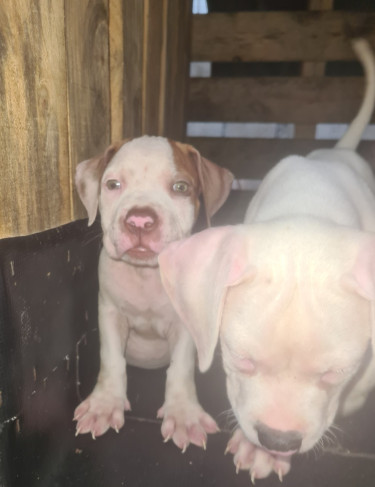 PITBULL PUPS UP FOR REHOMING 8762921460