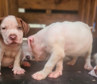 PITBULL PUPS UP FOR REHOMING 8762921460