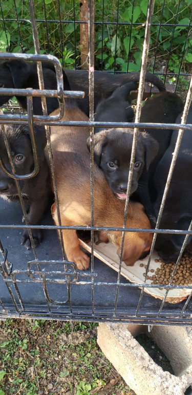Great Dane X Labrador 