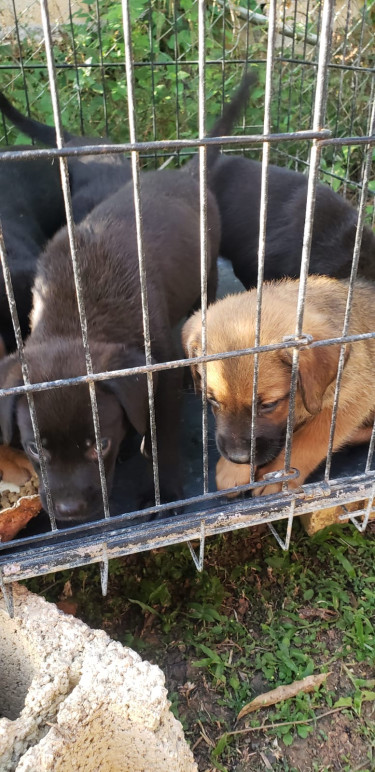 Great Dane X Labrador 