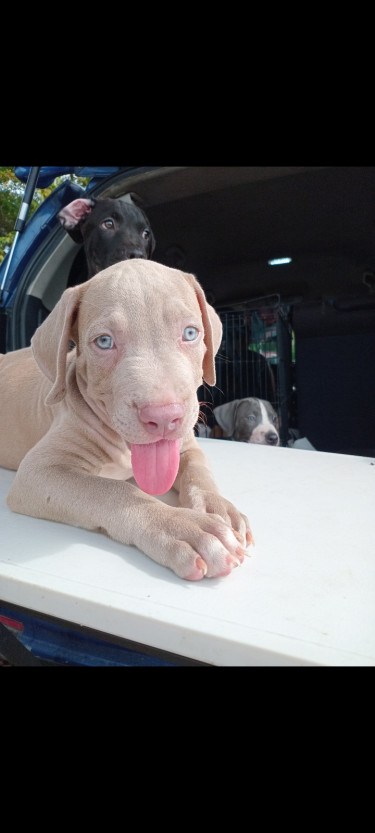 Pitbull Puppies 