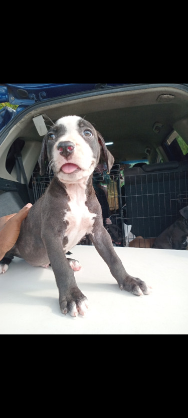 Pitbull Puppies 