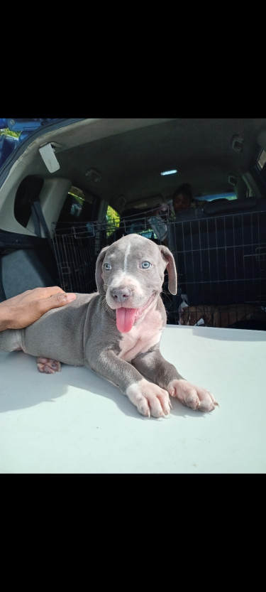 Pitbull Puppies 