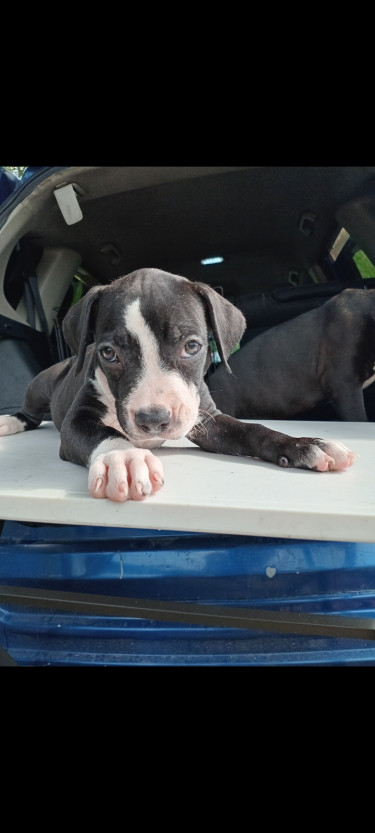 Pitbull Puppies 