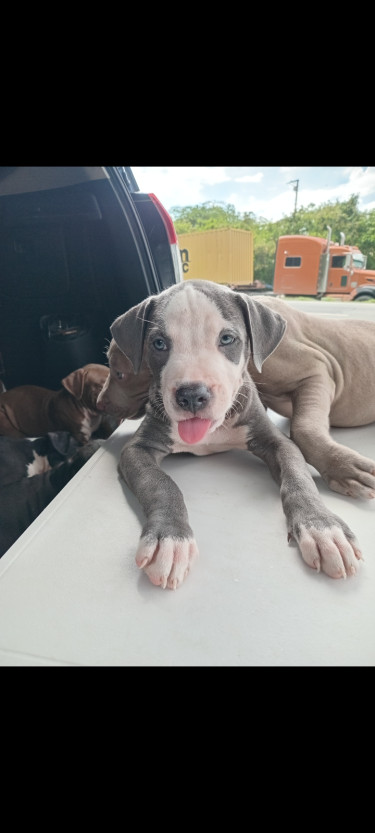 Pitbull Puppies 