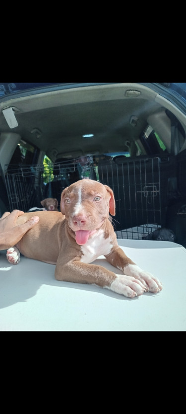 Pitbull Puppies 
