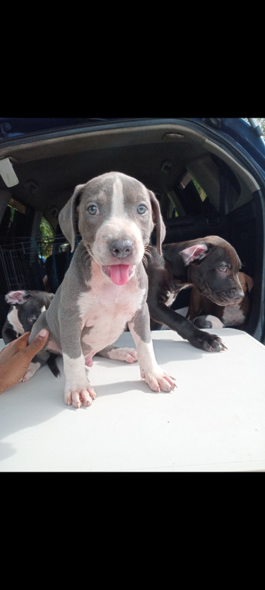 Pitbull Puppies 