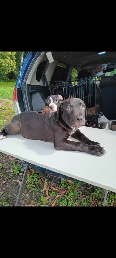 Pitbull Puppies 