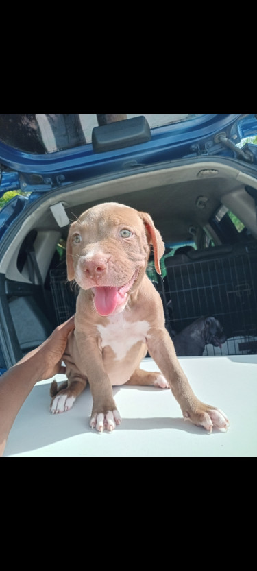 Pitbull Puppies 