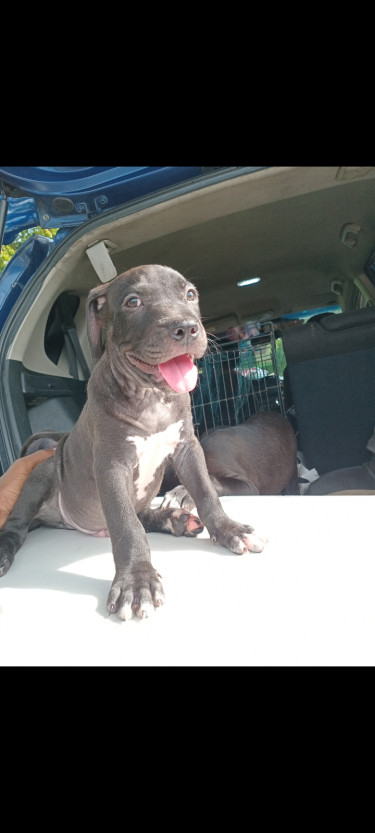 Pitbull Puppies 
