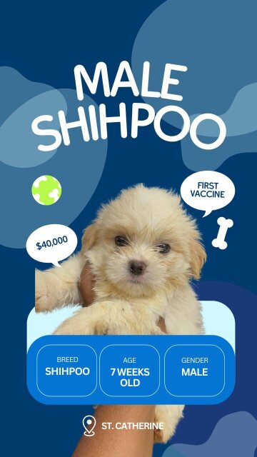 Shih Poo Puppies