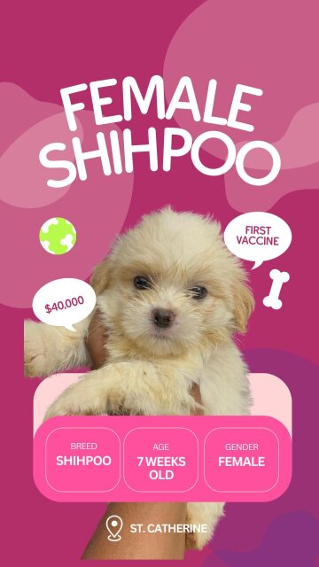 Shih Poo Puppies