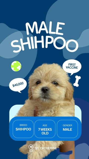 Shih Poo Puppies