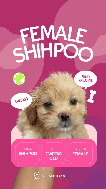 Shih Poo Puppies