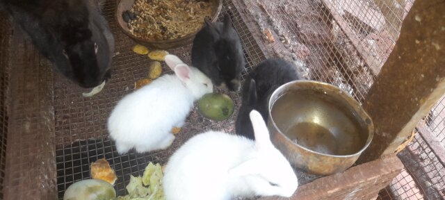 Rabbits