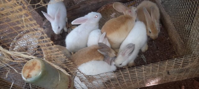 Rabbits
