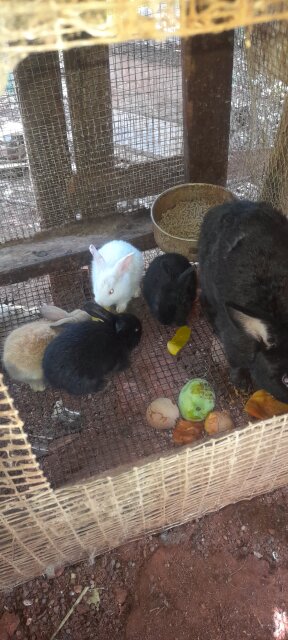 Rabbits