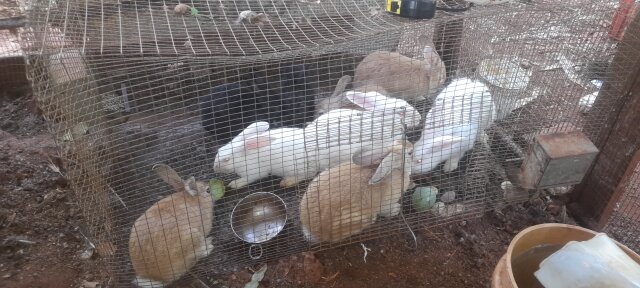 Rabbits