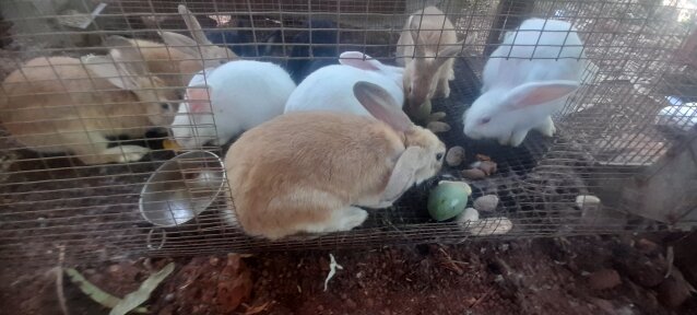Rabbits