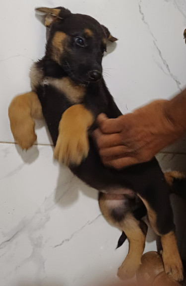 For Sale: Mixed German Shepherd & Rottie Puppies