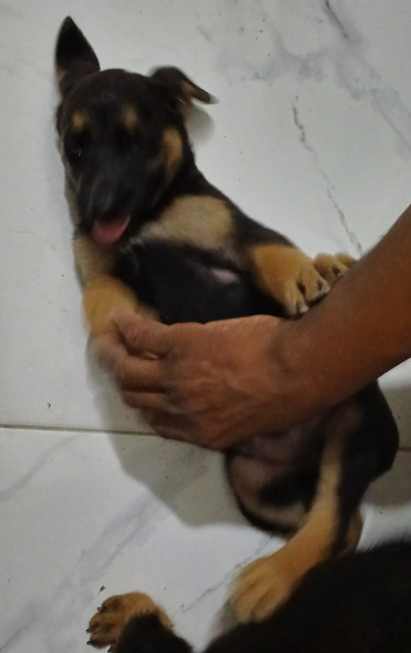 For Sale: Mixed German Shepherd & Rottie Puppies