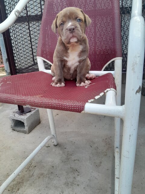 Mastiff  X American Bully