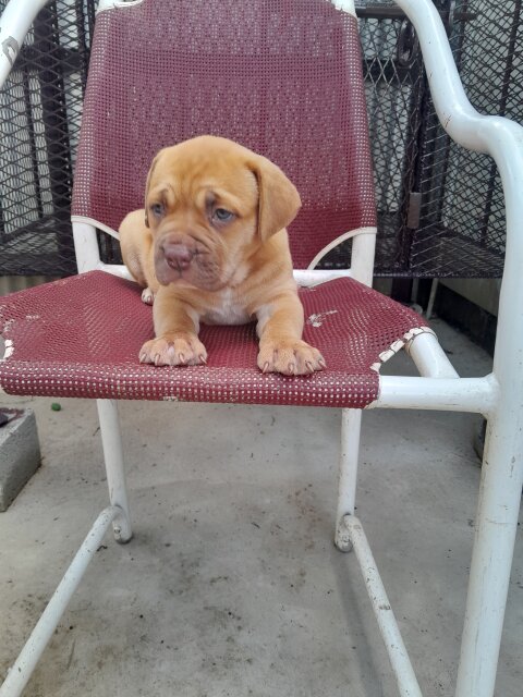 Mastiff  X American Bully