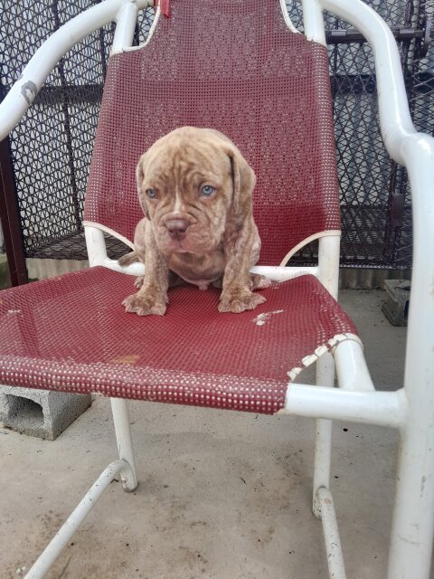 Mastiff  X American Bully