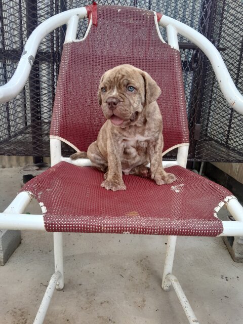 Mastiff  X American Bully
