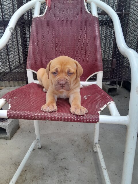 Mastiff  X American Bully