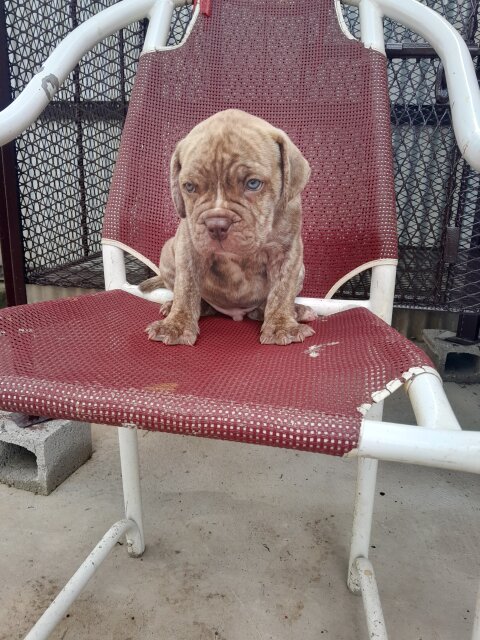 Mastiff  X American Bully