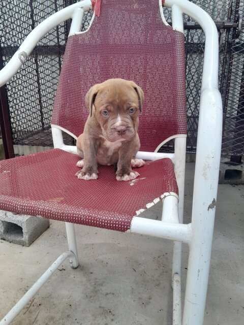 Mastiff  X American Bully