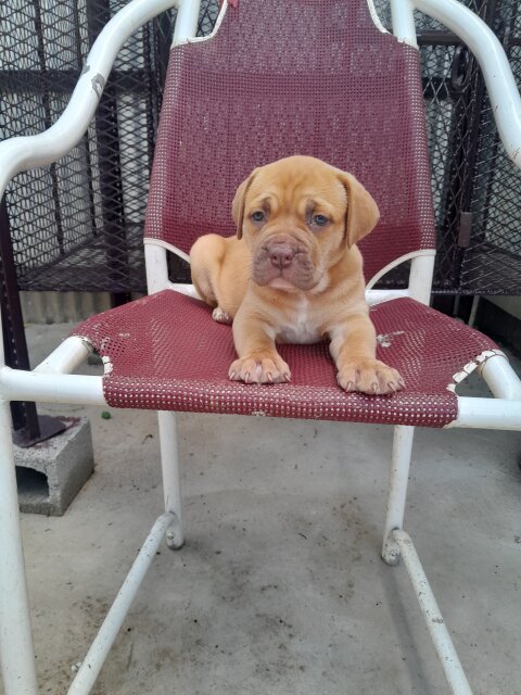 Mastiff  X American Bully