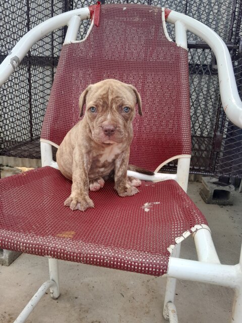 Mastiff  X American Bully