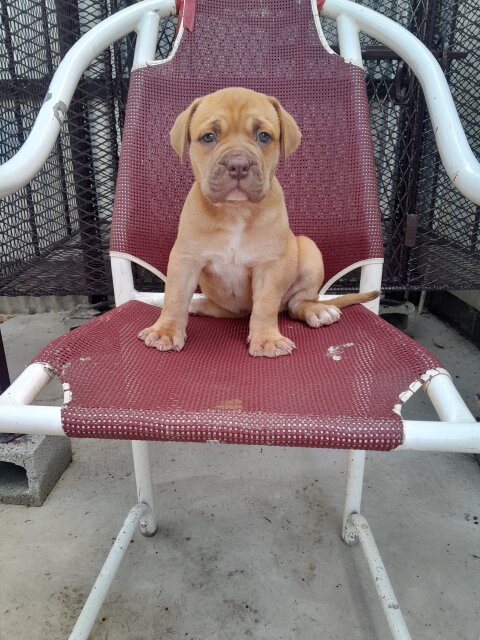 Mastiff  X American Bully