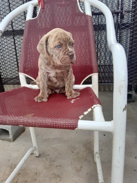 Mastiff  X American Bully