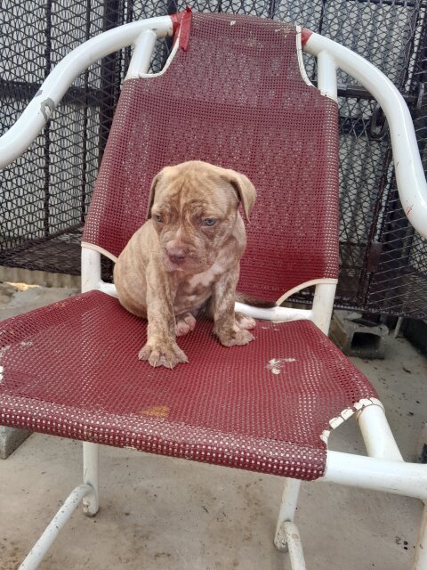 Mastiff  X American Bully